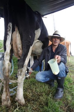 San Pedro de los Milagros es el municipio que más produce leche por metro cuadrado en Colombia.