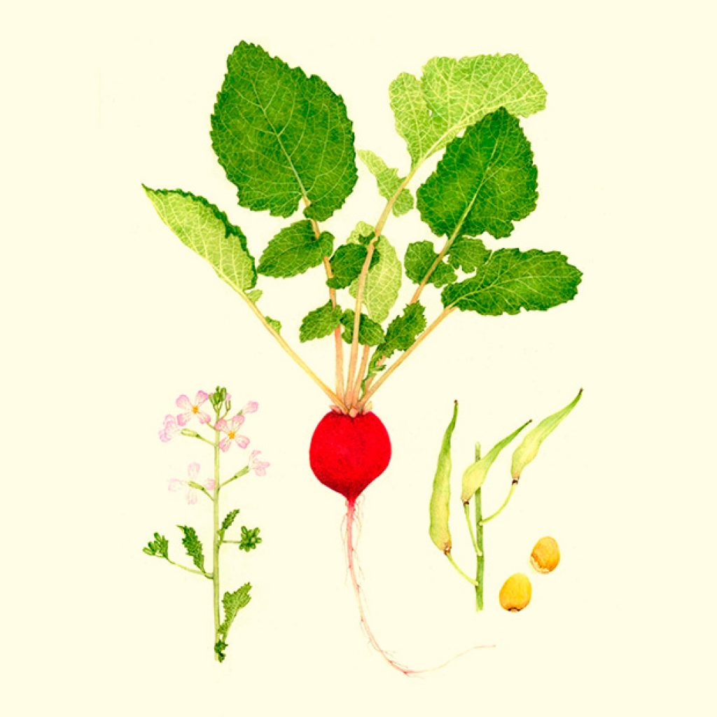 El rábano es picante, aporta frescura y crocancia. Este vegetal viene de Asia, aunque se sabe que era muy popular en las cocina del antiguo Egipto.
