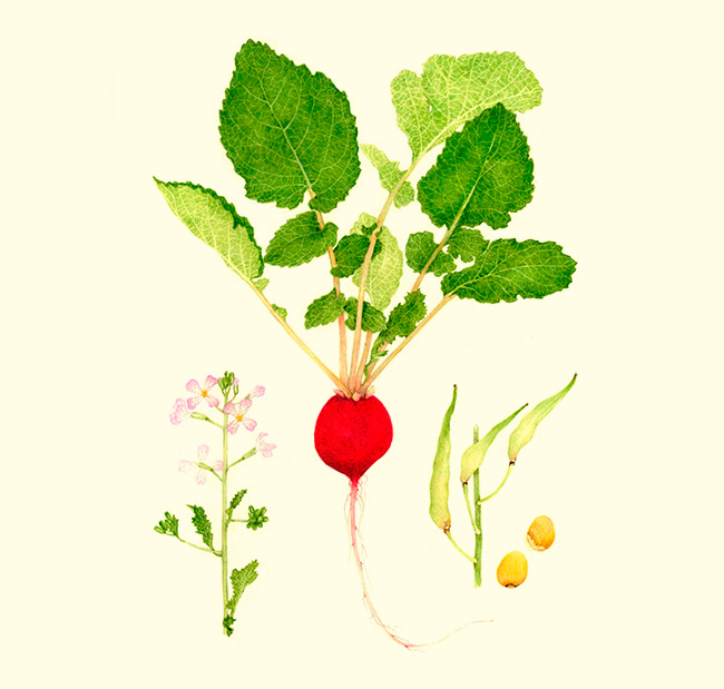 El rábano es picante, aporta frescura y crocancia. Este vegetal viene de Asia, aunque se sabe que era muy popular en las cocina del antiguo Egipto.