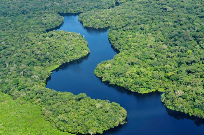 para enfrentar el cambio climático y abordar la escasez de agua potable es la conservación y reparación de los bosques.