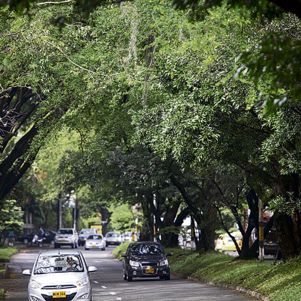 Túnel Verde