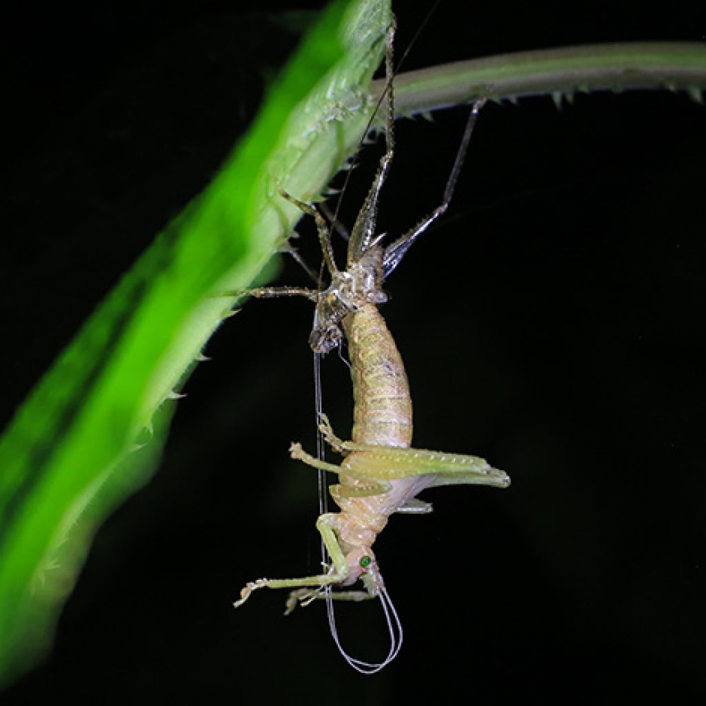 Expedición de Eafit halló nuevas especies en Anorí