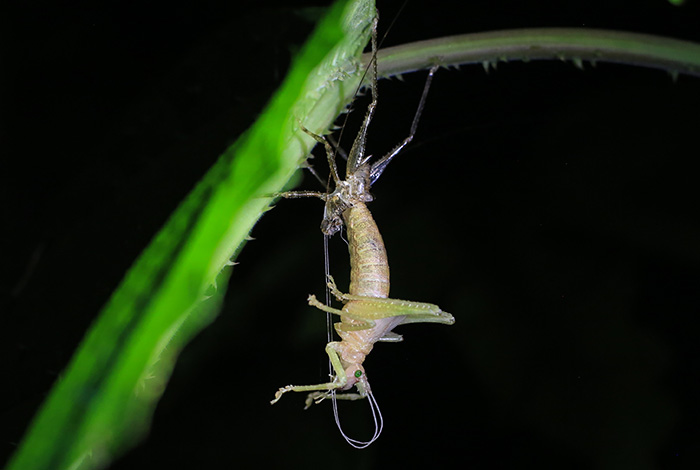 Expedición de Eafit halló nuevas especies en Anorí