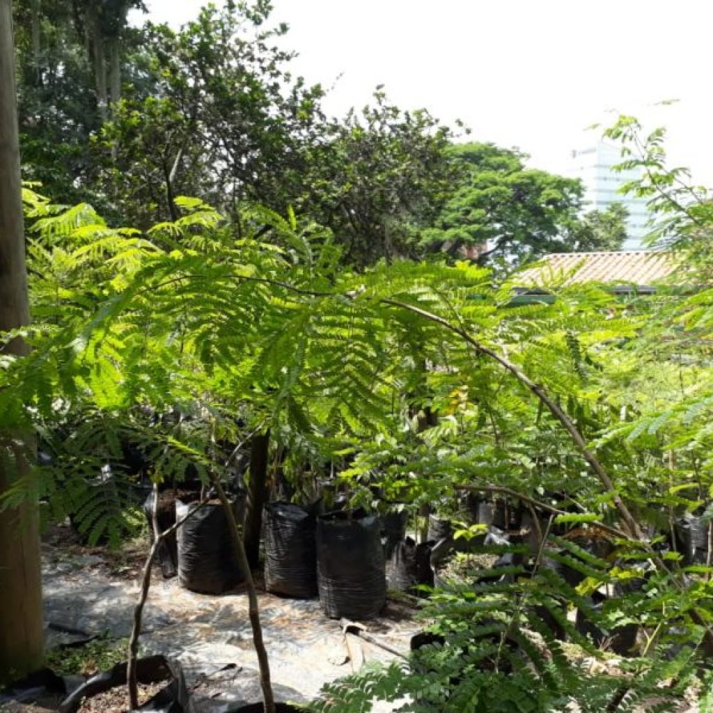 Vivero