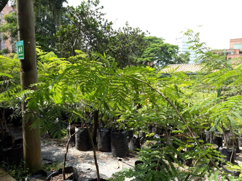 Vivero