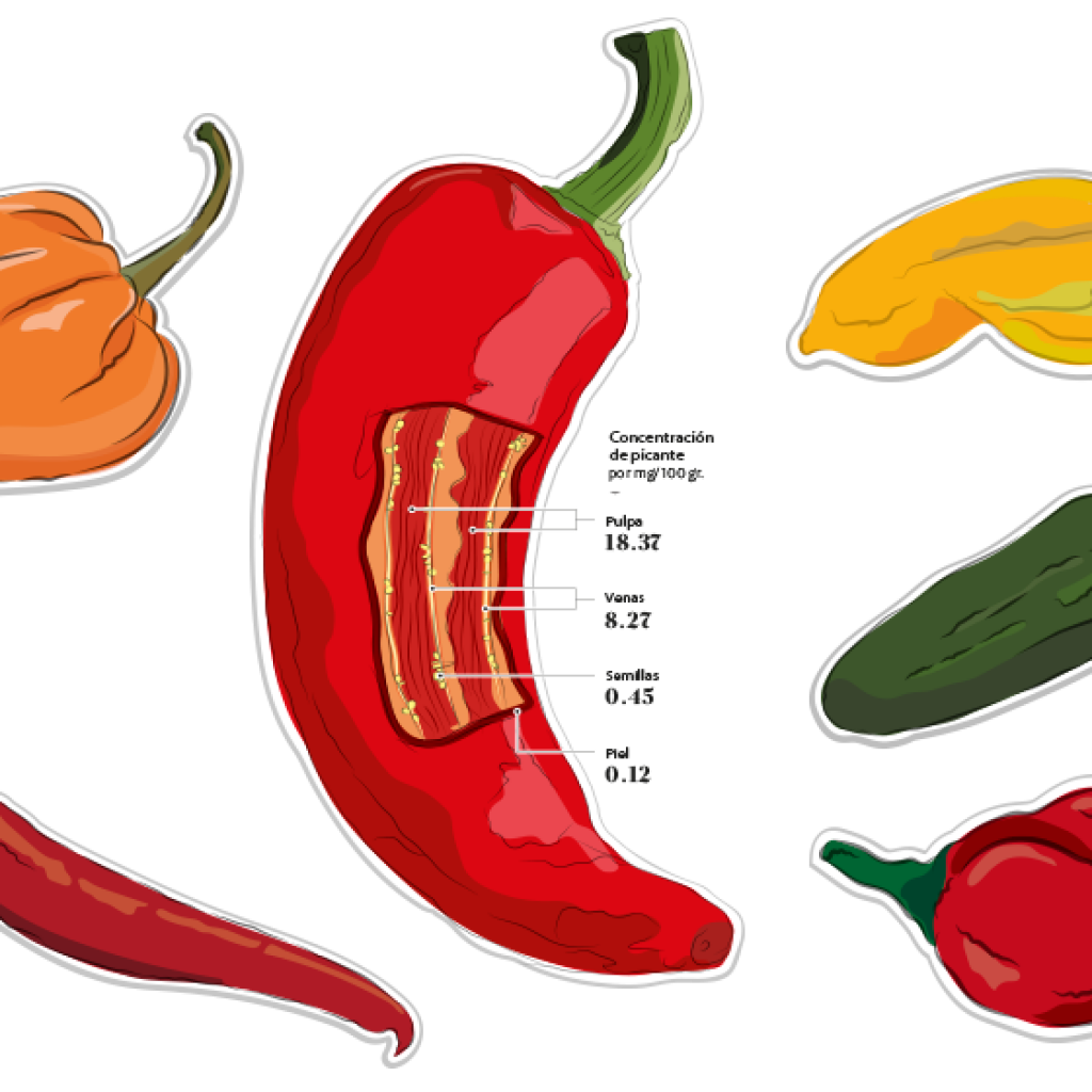 La Escala Scoville es la medida de picor de los ajíes. El picante en este fruto es dado por la capsaicina, un componente químico que estimula el receptor térmico en la piel.