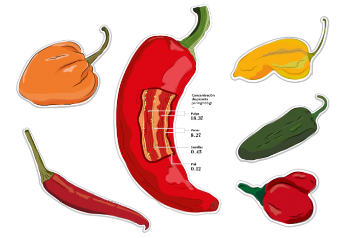La Escala Scoville es la medida de picor de los ajíes. El picante en este fruto es dado por la capsaicina, un componente químico que estimula el receptor térmico en la piel.