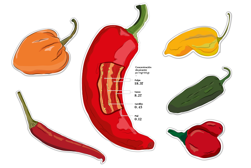 La Escala Scoville es la medida de picor de los ajíes. El picante en este fruto es dado por la capsaicina, un componente químico que estimula el receptor térmico en la piel.