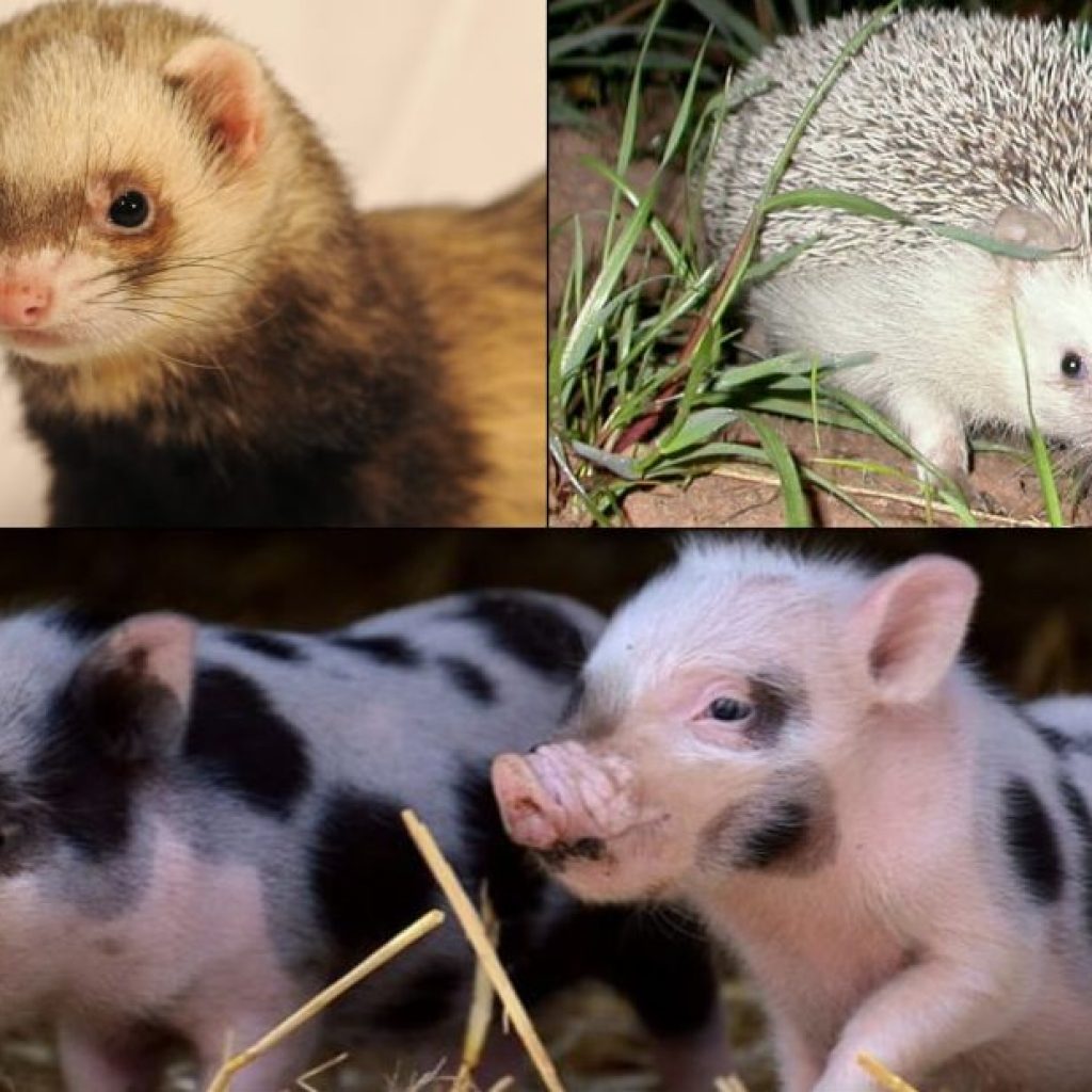 Mascotas exóticas, su tenencia, riesgos y cuidados