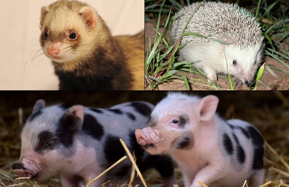 Mascotas exóticas, su tenencia, riesgos y cuidados