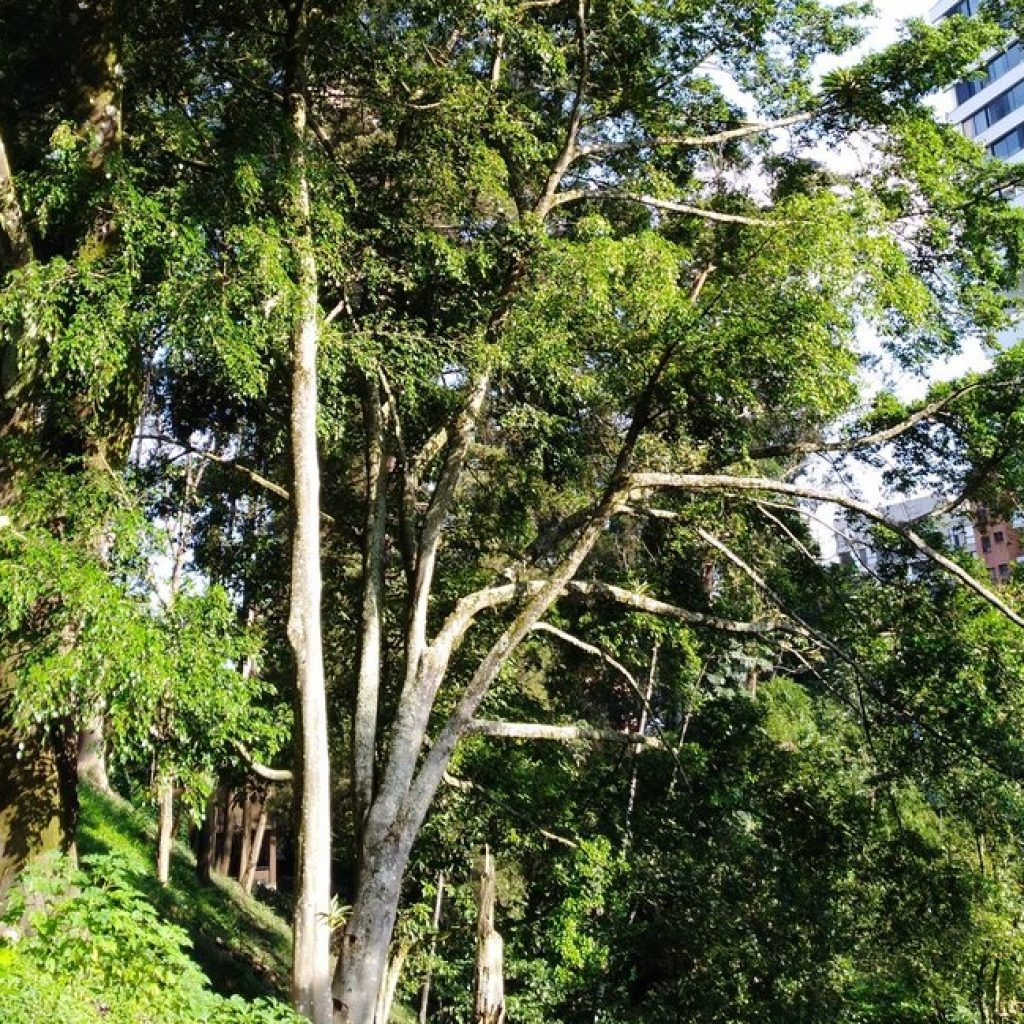 Tala de árboles en San Lucas