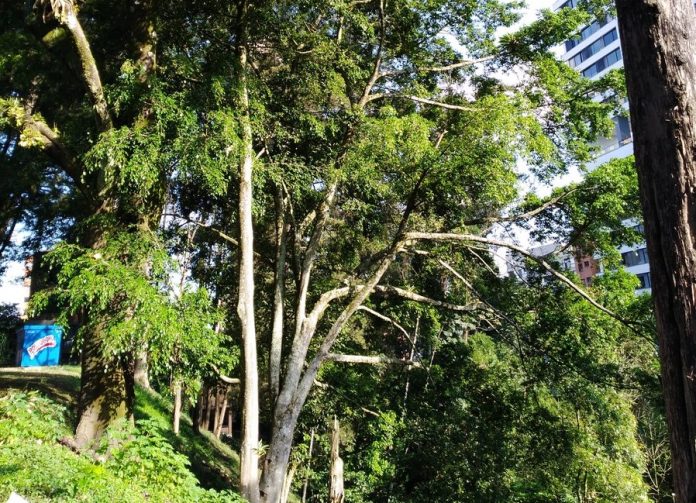 Tala de árboles en San Lucas