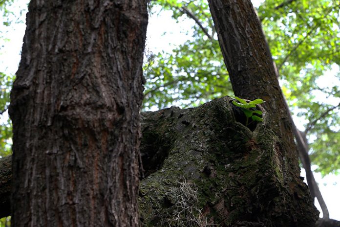 352 árboles se han caído en El Poblado en 30 meses