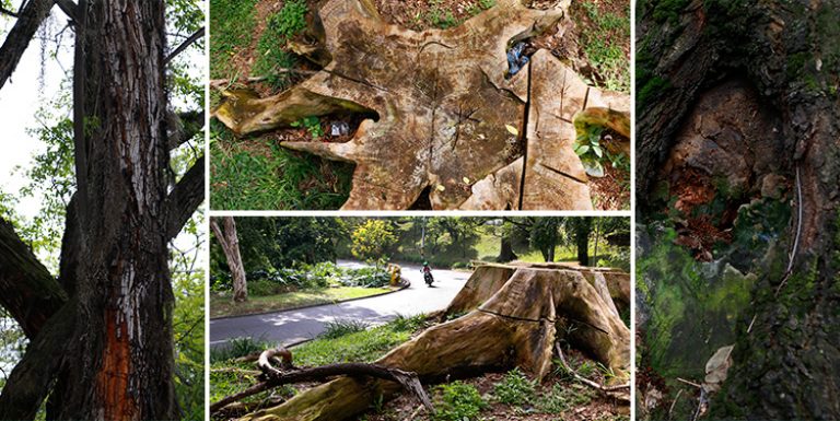 Los árboles muertos de la avenida El Poblado