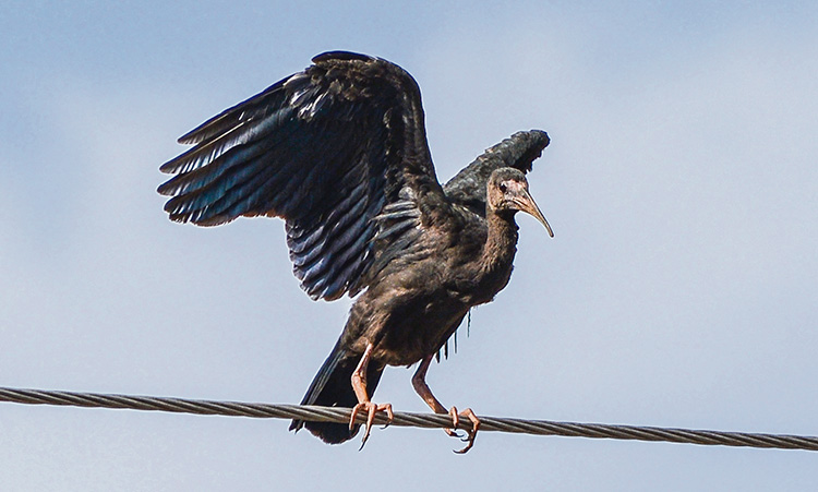 Las aves coquitos o ibis negros