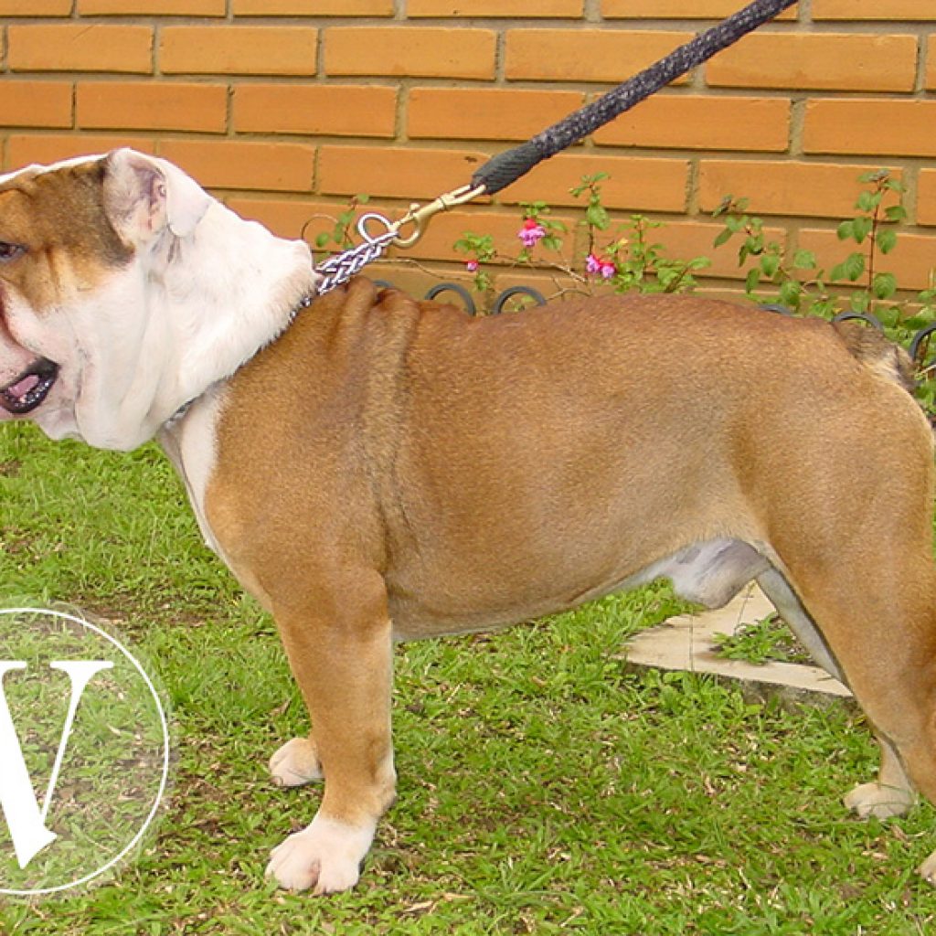 Bulldog inglés