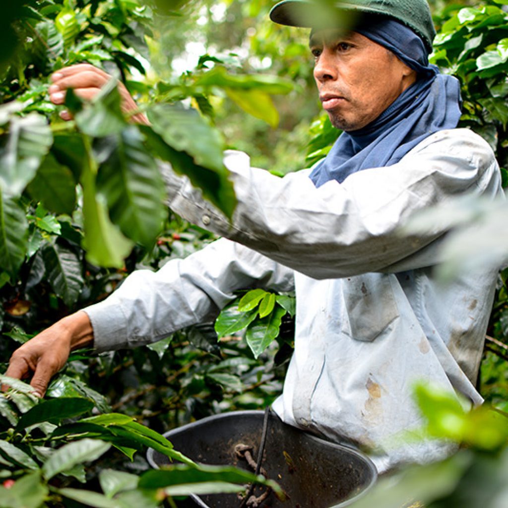 Café de Origen cultivado en Medellín
