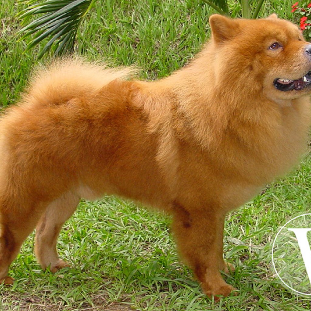 Chow chow
