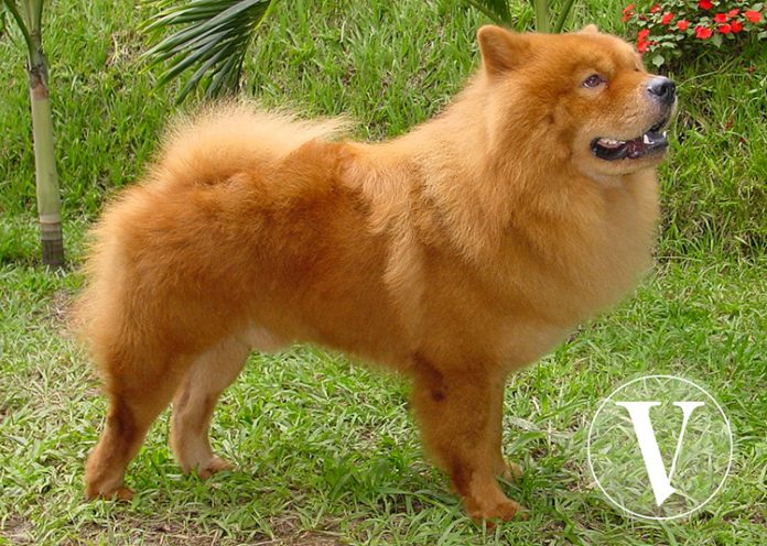 Chow chow Chow chow