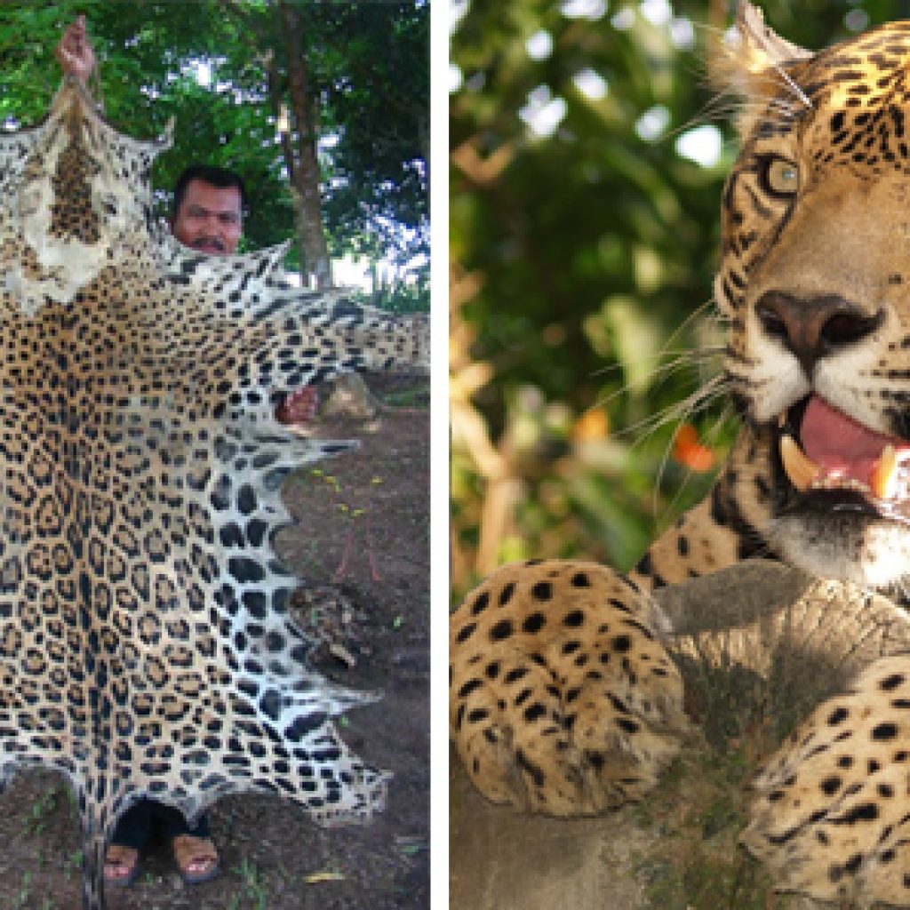 Felinos en peligro