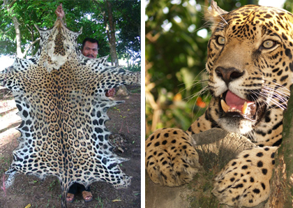 Felinos en peligro
