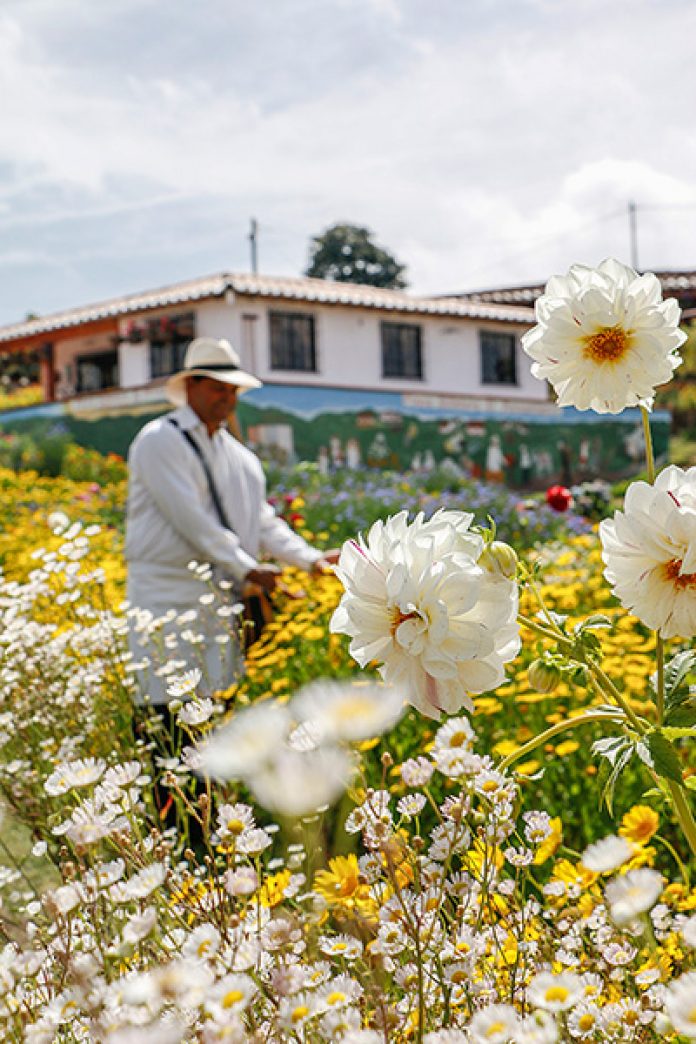 Silletero Feria de las Flores Silletero Feria de Flores Medellín
