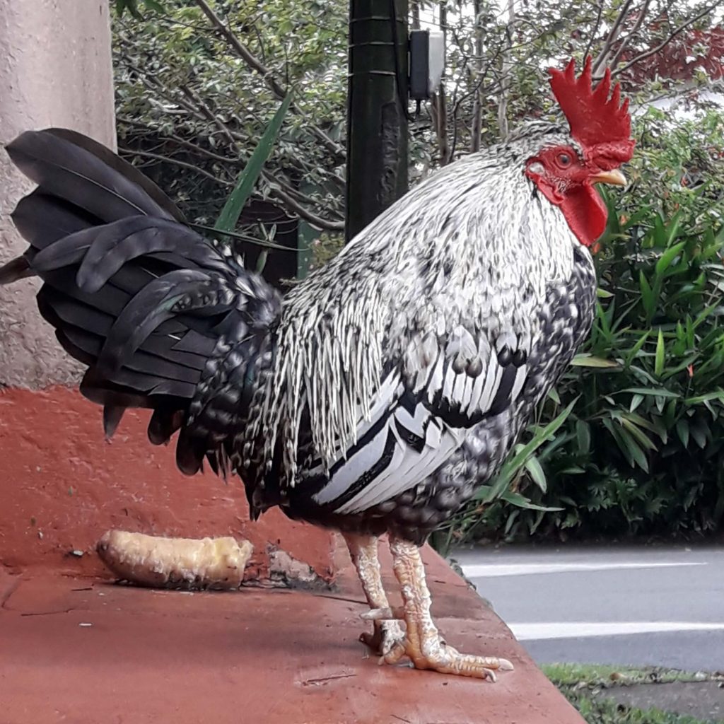 Gallo El Poblado La Aguacatala