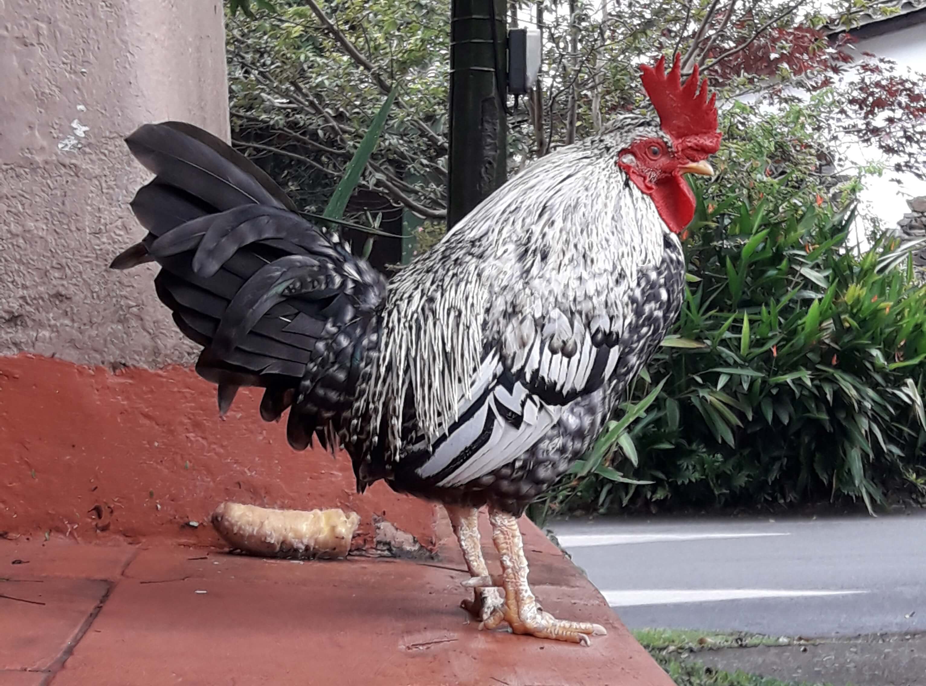 Gallo El Poblado La Aguacatala