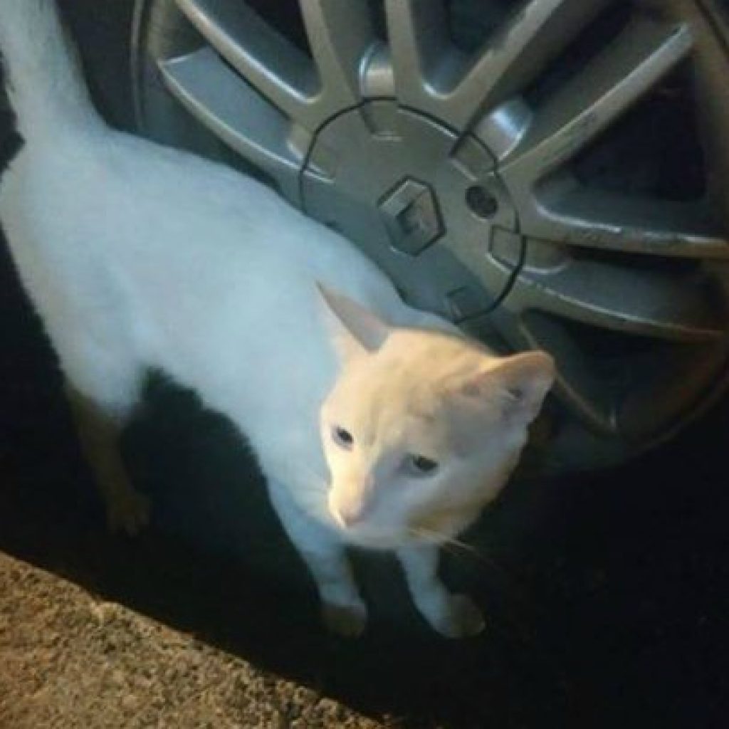 Gato en el barrio Patio Bonito