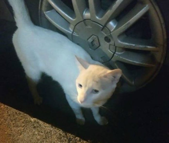 gato-perdido1 Gato en el barrio Patio Bonito