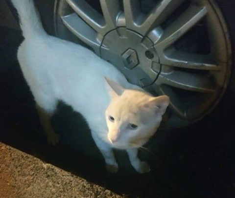 Gato en el barrio Patio Bonito