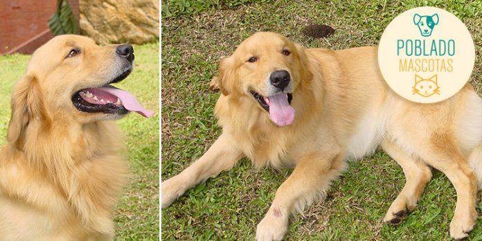 Golden Retriever Golden Retriever