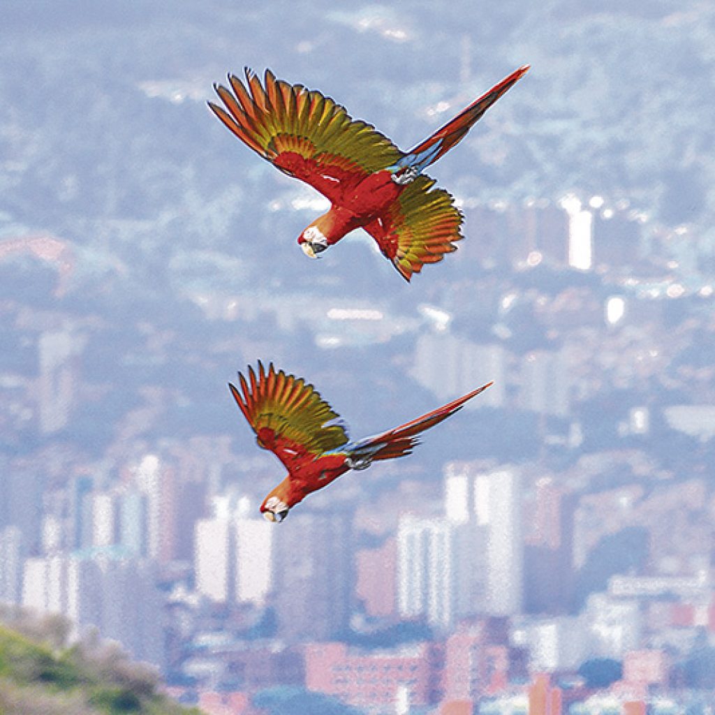 La cantidad de vida Silvestre del Valle de Aburrá es impresionante, hermosa y valiosa. Formas, sonidos, plumas, colores, ojos, tamaños, picos