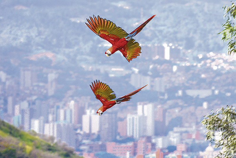 La cantidad de vida Silvestre del Valle de Aburrá es impresionante, hermosa y valiosa. Formas, sonidos, plumas, colores, ojos, tamaños, picos