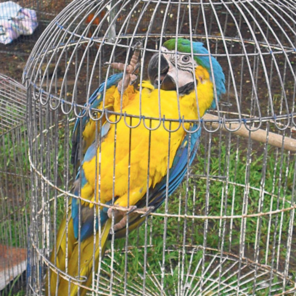 tráfico de especies