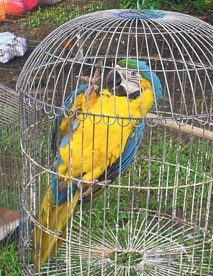tráfico de especies