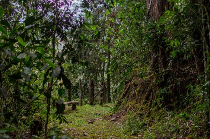 Madremonte, tras los bosques del Oriente Antioqueño