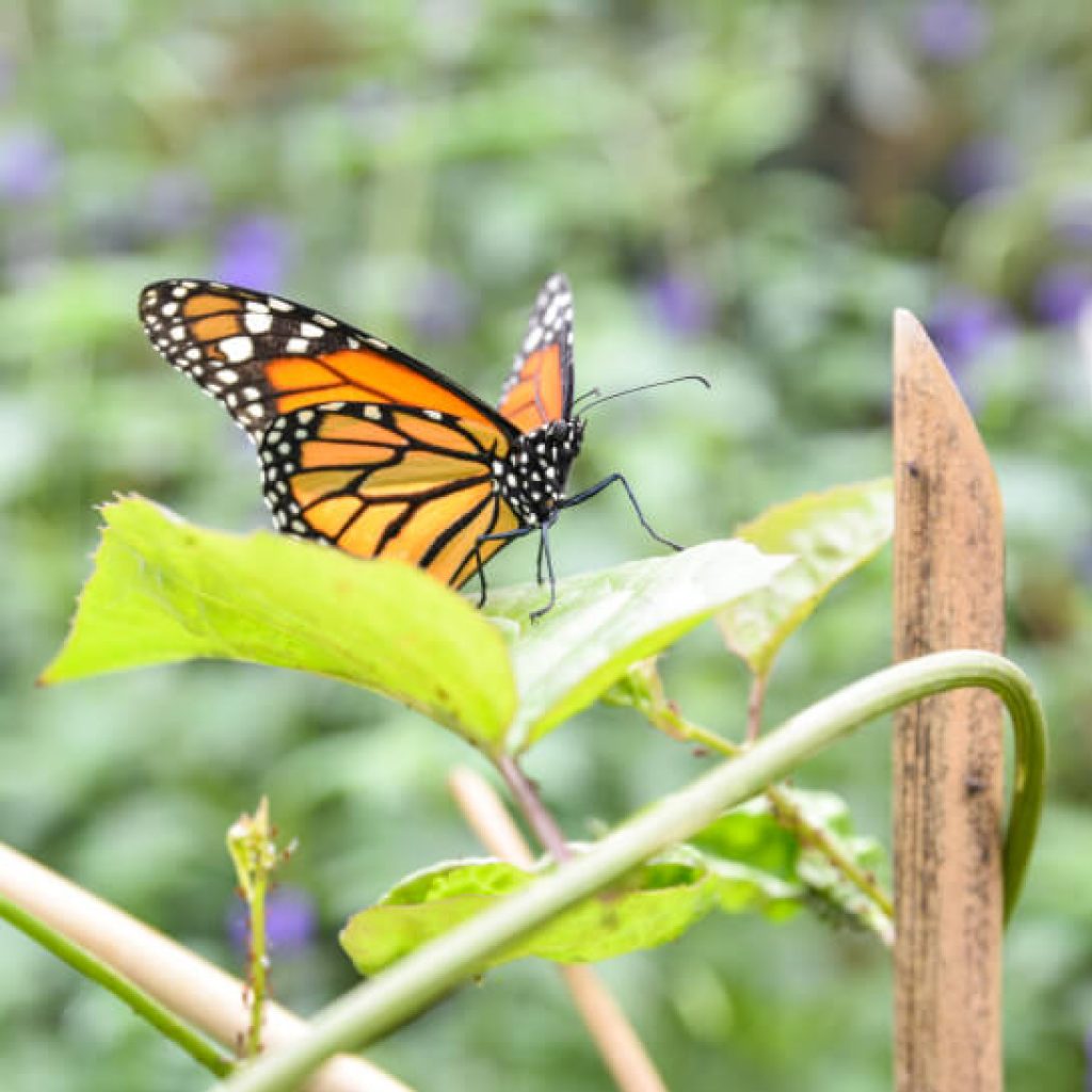 Mariposario del Jardín Botánico