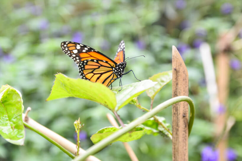 Mariposario del Jardín Botánico