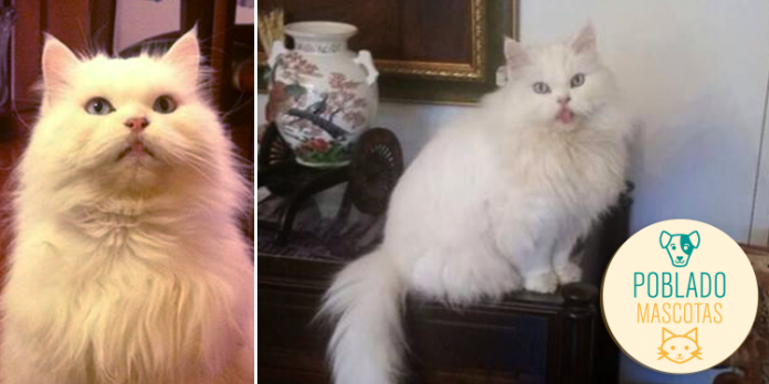 -mascotas-gato