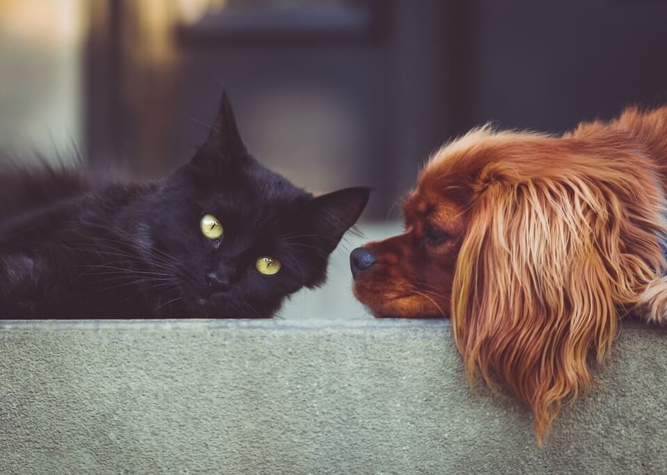 Mascotas de compañía