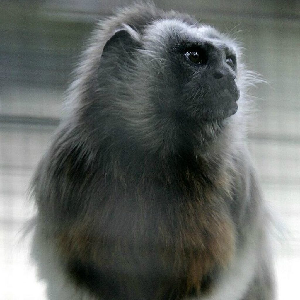 monos titís
