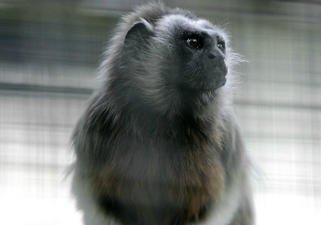 monos titís