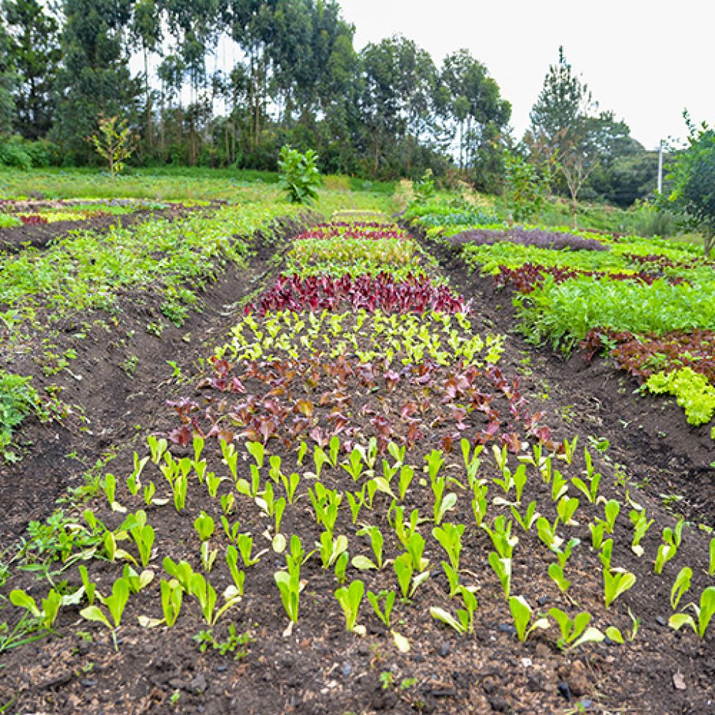 Oriente Tierra de agricultores