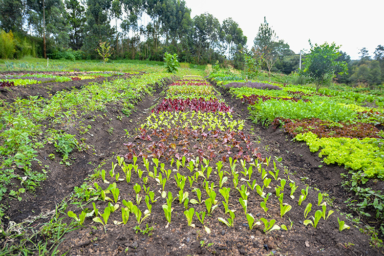 Oriente Tierra de agricultores