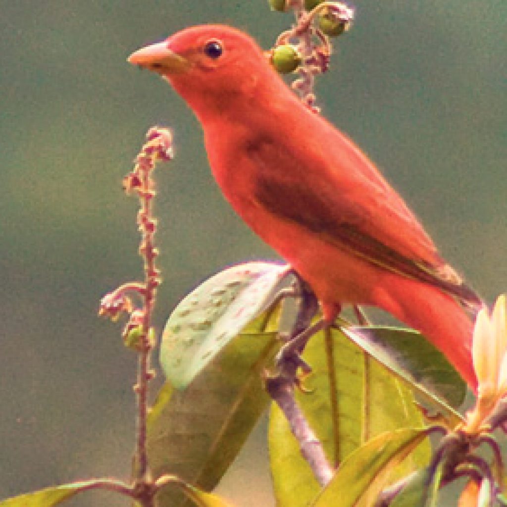 Día Mundial de las Aves