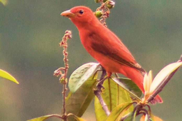 Día Mundial de las Aves