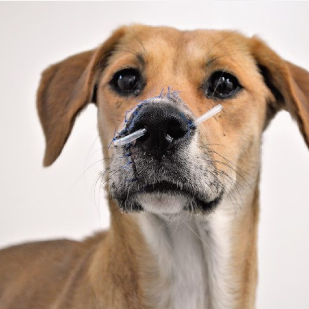 Hospital Veterinario UdeA Reconstrucción nasal