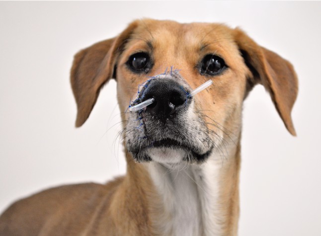 Hospital Veterinario UdeA Reconstrucción nasal
