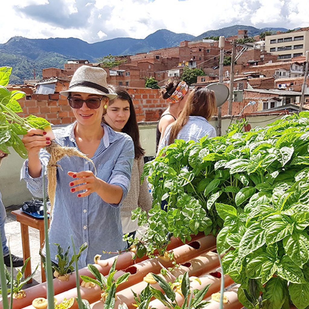 Cultivos hidropónicos en Terrazas verdes en Medellín